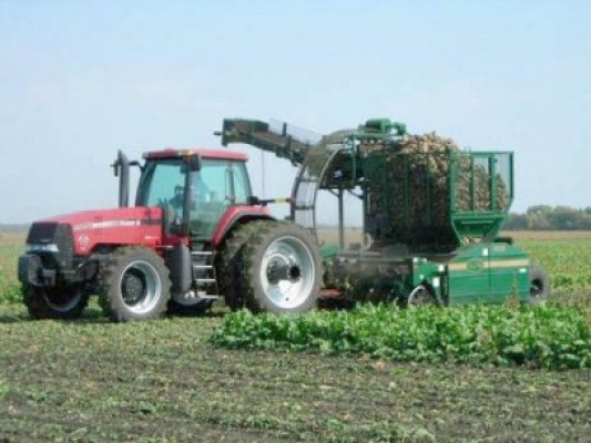 Seceta a compromis şi sfecla de zahăr